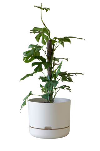 Designer Plant Pot