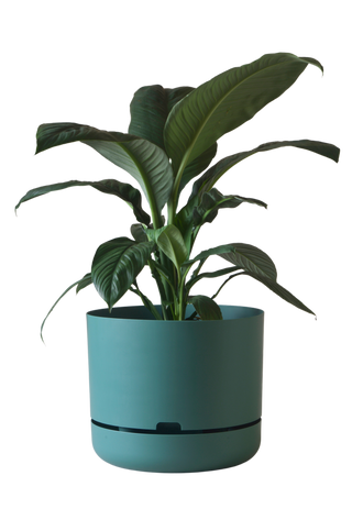 Designer Plant Pot