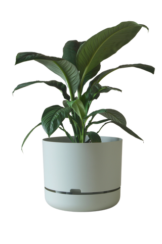 Designer Plant Pot