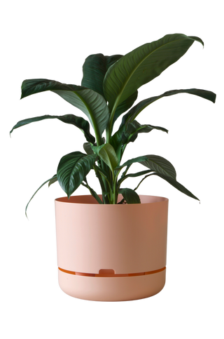 Designer Plant Pot