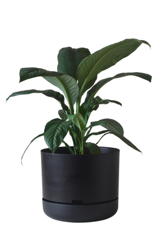 Designer Plant Pot