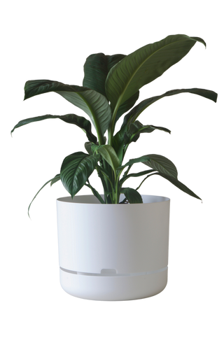 Designer Plant Pot