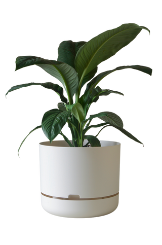 Designer Plant Pot