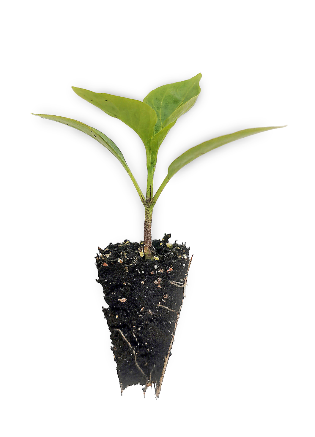 Capsicum (Yellow) Seedlings