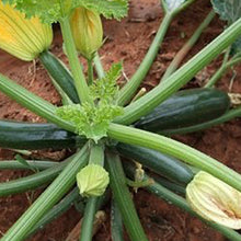 Load image into Gallery viewer, Zucchini Seedlings - Quality Plants &amp;  Seedlings
