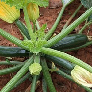 Zucchini Seedlings - Quality Plants &  Seedlings