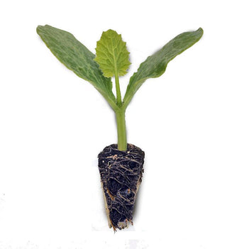 Zucchini Seedlings - Grow At Home Range - Quality Plants & Seedlings