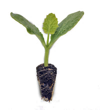 Load image into Gallery viewer, Zucchini Seedlings - Grow At Home Range - Quality Plants &amp; Seedlings
