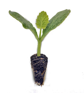 Zucchini Seedlings - Grow At Home Range - Quality Plants & Seedlings