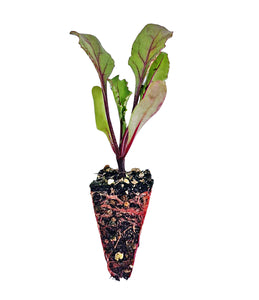 Beetroot Seedlings - Quality Plants &  Seedlings