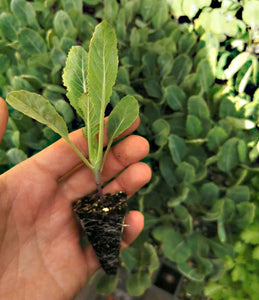 Cauliflower Seedlings (x10) - Quick-Pick Seedlings
