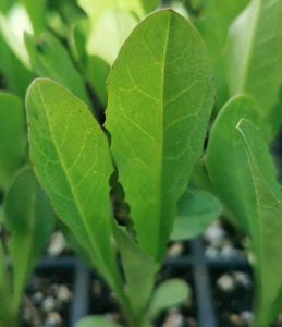 Chicory Seedlings (x10) - Quick-Pick Seedlings