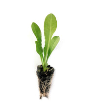 Load image into Gallery viewer, Chicory Seedlings (x10) - Quick-Pick Seedlings
