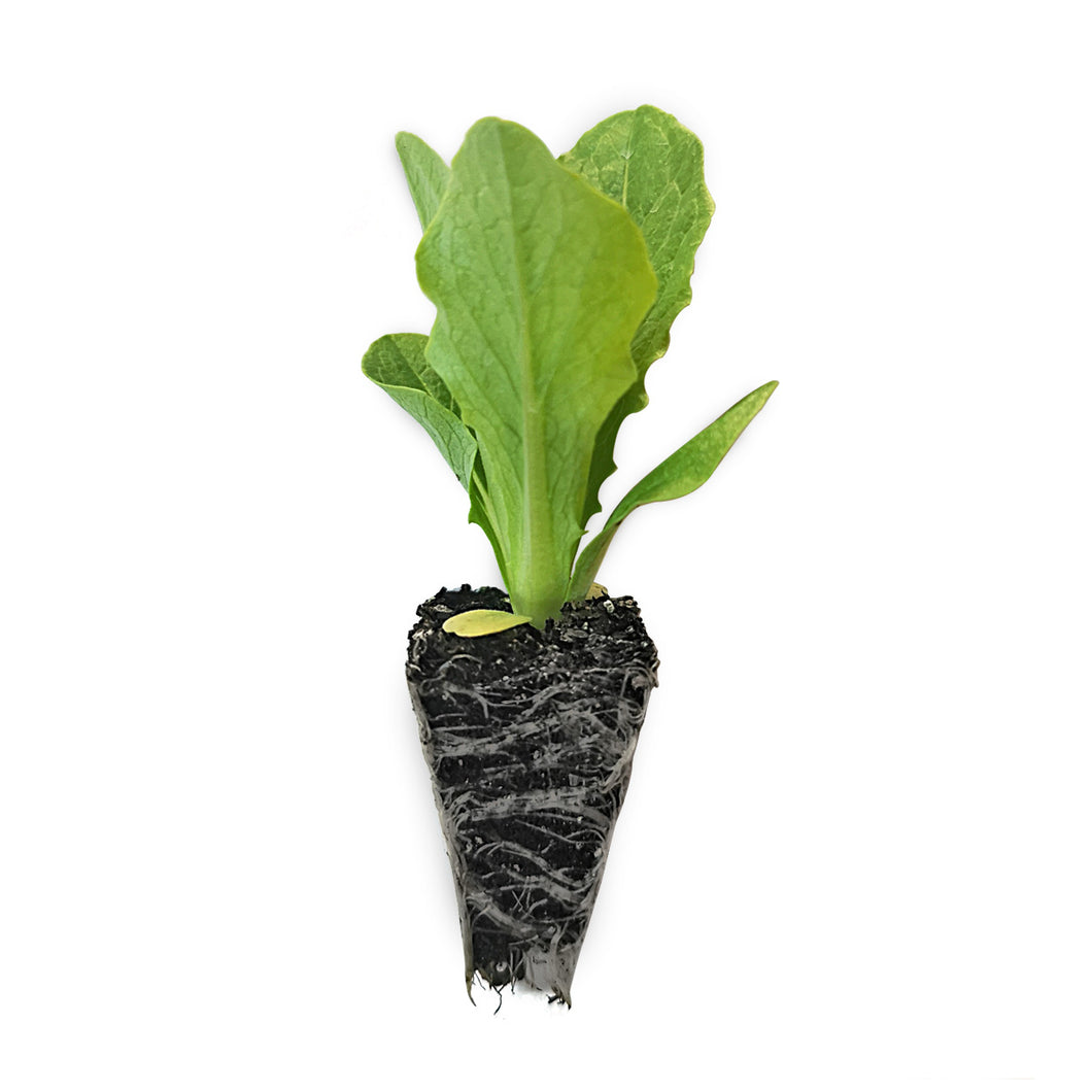 Cos Lettuce Seedlings