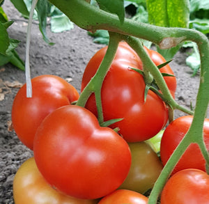 Tomato Seedling (Round Gourmet)