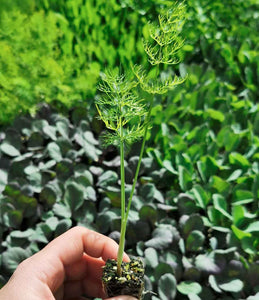 Fennel Seedlings (x10) - Quick-Pick Seedlings