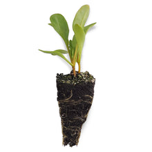 Load image into Gallery viewer, Beetroot Seedlings (Golden)
