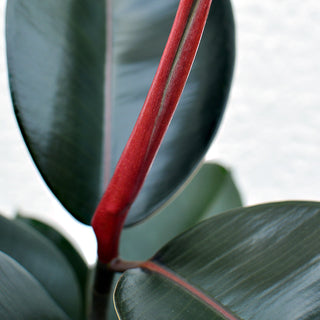 Ficus elastica Abidjan