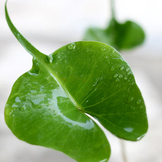 Alocasia macrorrhiza Stingray