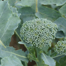 Load image into Gallery viewer, Bunching Broccoli Seedlings
