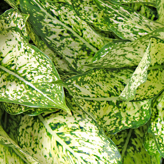 Dieffenbachia hybrida Amy