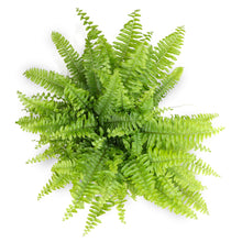 Load image into Gallery viewer, Fern &#39;Boston&#39;
