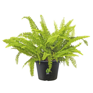 Nephrolepsis exaltata (Boston Fern)