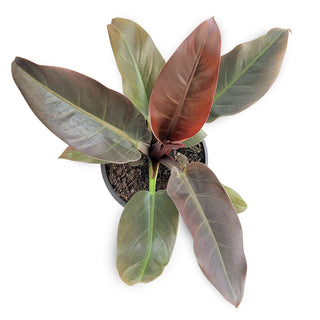 Philodendron erubescens Imperial Red