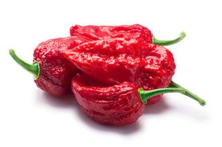 Ghost Chilli Seedlings (Red)