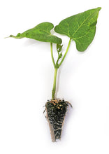 Load image into Gallery viewer, String Bean Seedlings
