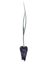 Load image into Gallery viewer, Leek Seedling - Grow At Home Range - Quality Plants &amp; Seedlings
