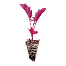 Load image into Gallery viewer, Red Kale Seedlings
