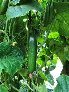 Cucumber (Long) Seedlings