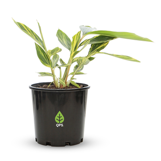 Alpinia zerumbet Variegata